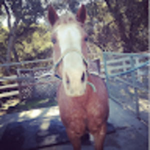 Meet your Posher, Maddy